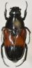 Tetraodorhina scapha